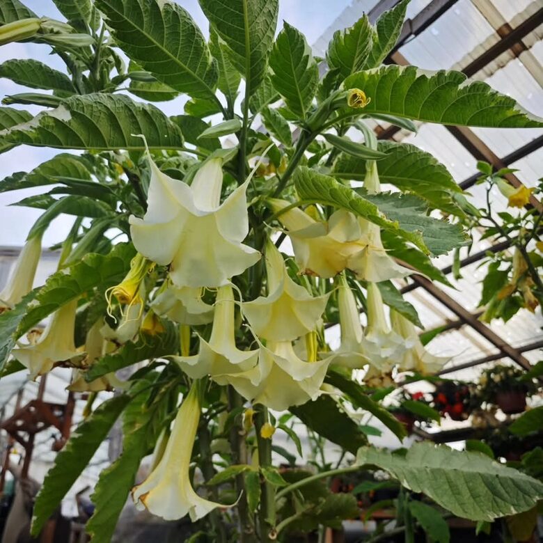 Eņģeļtaure Maya - raiblapu